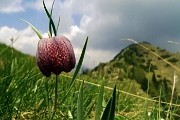 54 Fritillaria al sole !